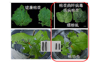 近日，微生物研究所發(fā)現(xiàn)雙生病毒調(diào)控植物免疫平衡實(shí)現(xiàn)全新生態(tài)功能