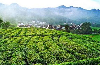 9月2日，財(cái)政部、稅務(wù)總局發(fā)布了關(guān)于繼續(xù)執(zhí)行邊銷茶增值稅政策的公告
